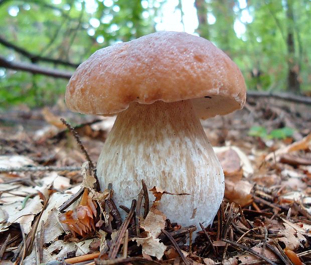 hríb smrekový Boletus edulis Bull.