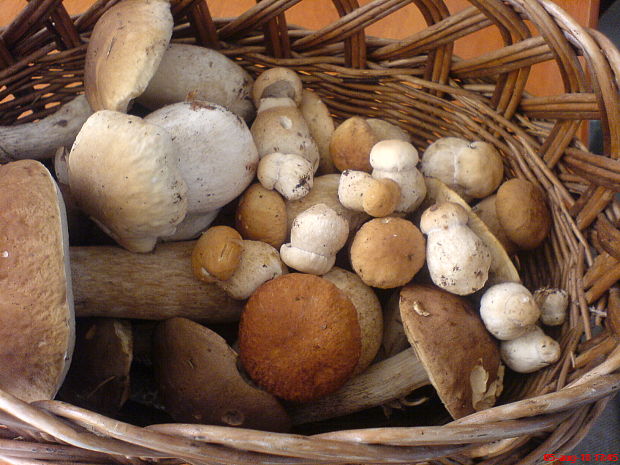 hríb smrekový Boletus edulis Bull.