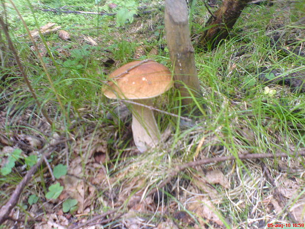 hríb smrekový Boletus edulis Bull.