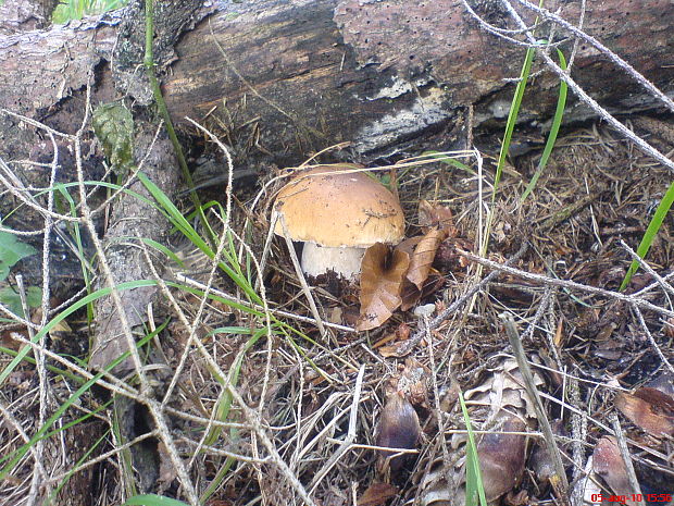 hríb smrekový Boletus edulis Bull.