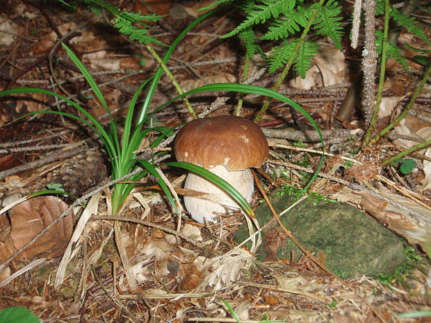 hríb smrekový Boletus edulis Bull.