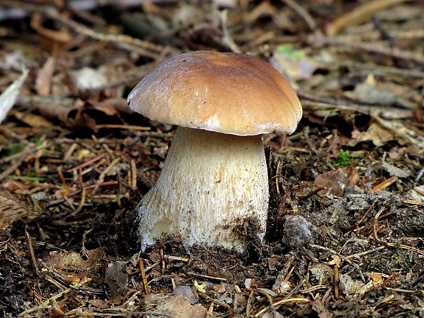 hríb smrekový Boletus edulis Bull.