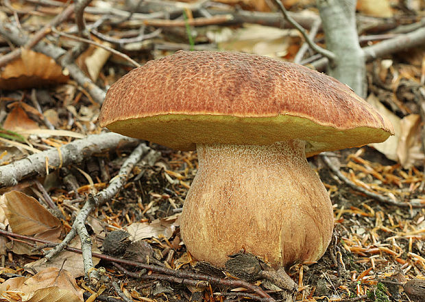 hríb sosnový Boletus pinophilus Pil. et Dermek in Pil.