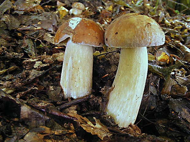 hríb dubový Boletus reticulatus Schaeff.