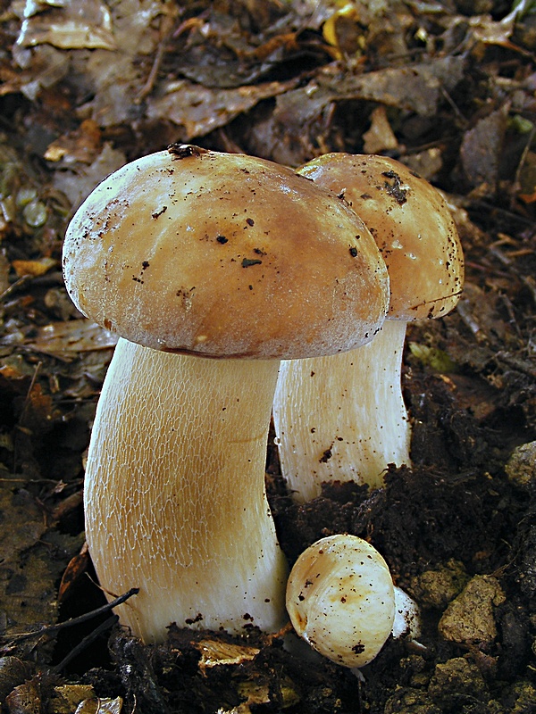 hríb dubový Boletus reticulatus Schaeff.