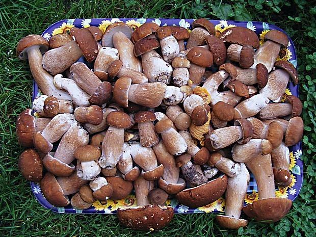 hríb dubový Boletus reticulatus Schaeff.