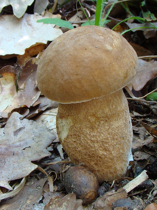 hríb dubový Boletus reticulatus Schaeff.