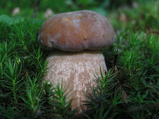 hríb dubový Boletus reticulatus Schaeff.