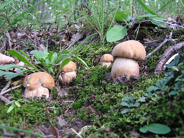 hríb dubový Boletus reticulatus Schaeff.