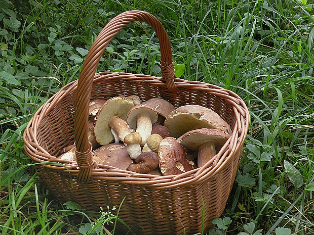 košíkovka Boletus reticulatus Schaeff.