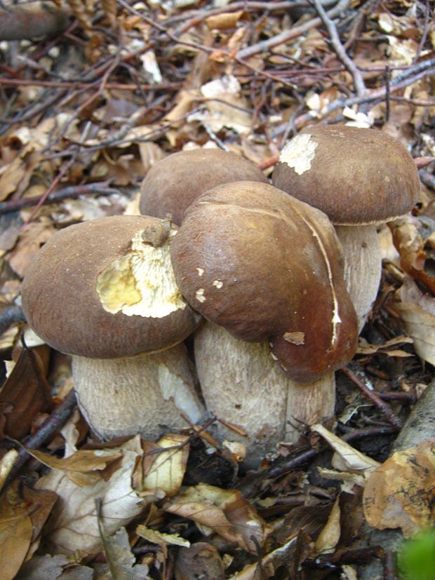 hríb dubový Boletus reticulatus Schaeff.