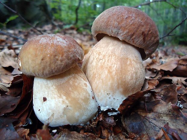 hríb dubový Boletus reticulatus Schaeff.