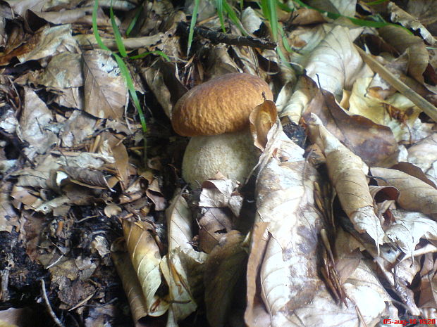 hríb dubový Boletus reticulatus Schaeff.