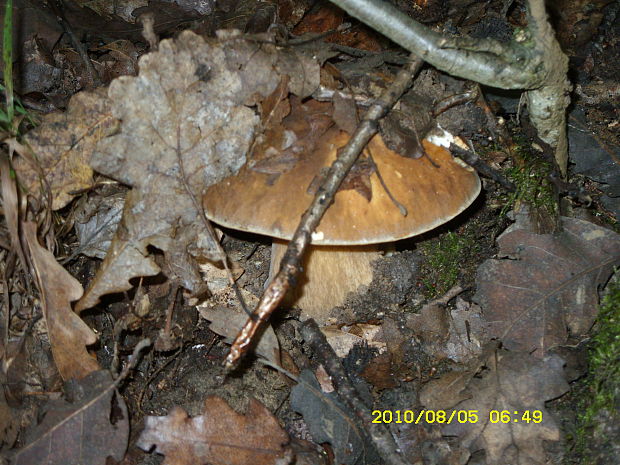 hríb dubový Boletus reticulatus Schaeff.