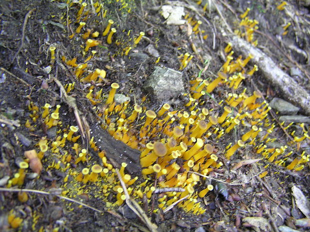 kuriatko žltohnedé Cantharellus lutescens Fr.