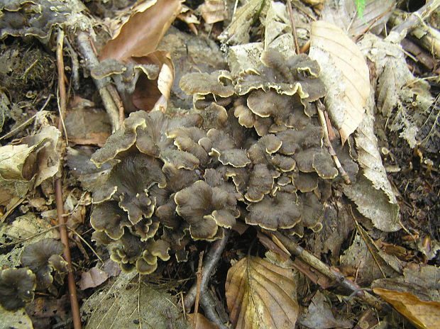 kuriatko žltohnedé Cantharellus lutescens Fr.