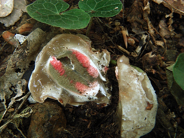 mrežovka kvetovitá Clathrus archeri (Berk.) Dring