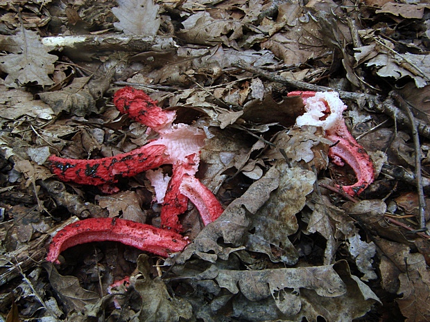 mrežovka kvetovitá Clathrus archeri (Berk.) Dring