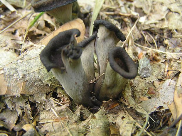 lievik trúbkovitý Craterellus cornucopioides (L.) Pers.