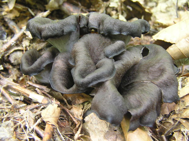 lievik trúbkovitý Craterellus cornucopioides (L.) Pers.