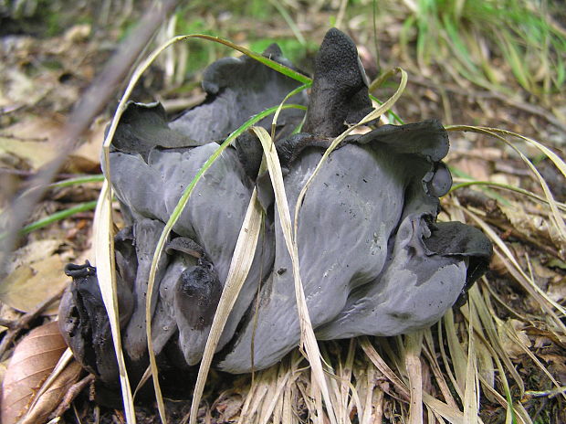 lievik trúbkovitý Craterellus cornucopioides (L.) Pers.