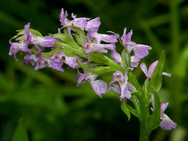 vstavačovec rutheov Dactylorhiza ruthei (M. Schule ex Ruthe) Soó