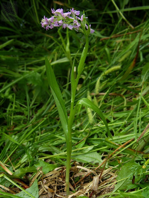 vstavačovec rutheov Dactylorhiza ruthei (M. Schule ex Ruthe) Soó