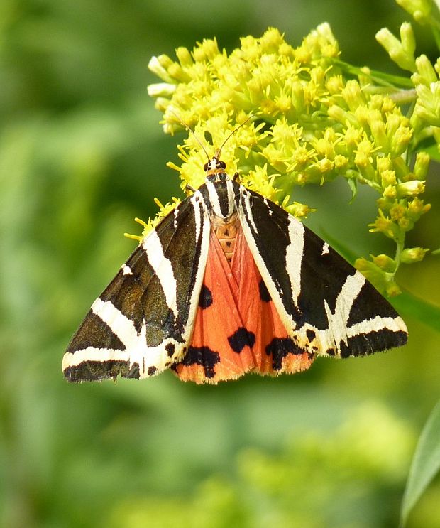 spriadač kostihojový Euplagia quadripunctaria