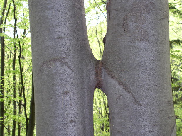 buk lesný Fagus sylvatica L.