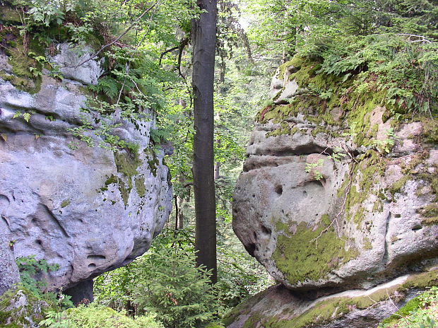 buk lesný Fagus sylvatica L.