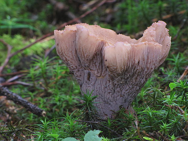 lievikovec kyjakovitý Gomphus clavatus (Pers.) Gray