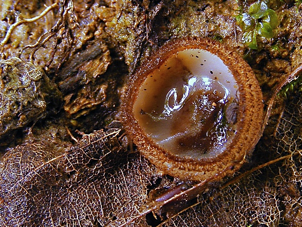 humária polguľovitá Humaria hemisphaerica (F.H. Wigg.) Fuckel