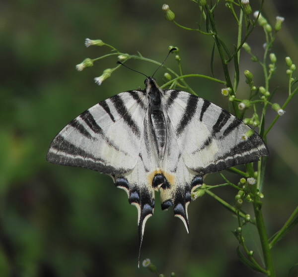 vidlochvost ovocný Iphiclides podalirius