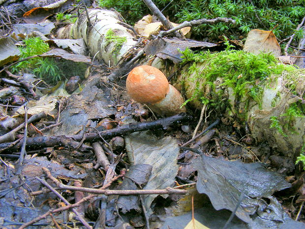 kozák osikový Leccinum albostipitatum den Bakker & Noordel.