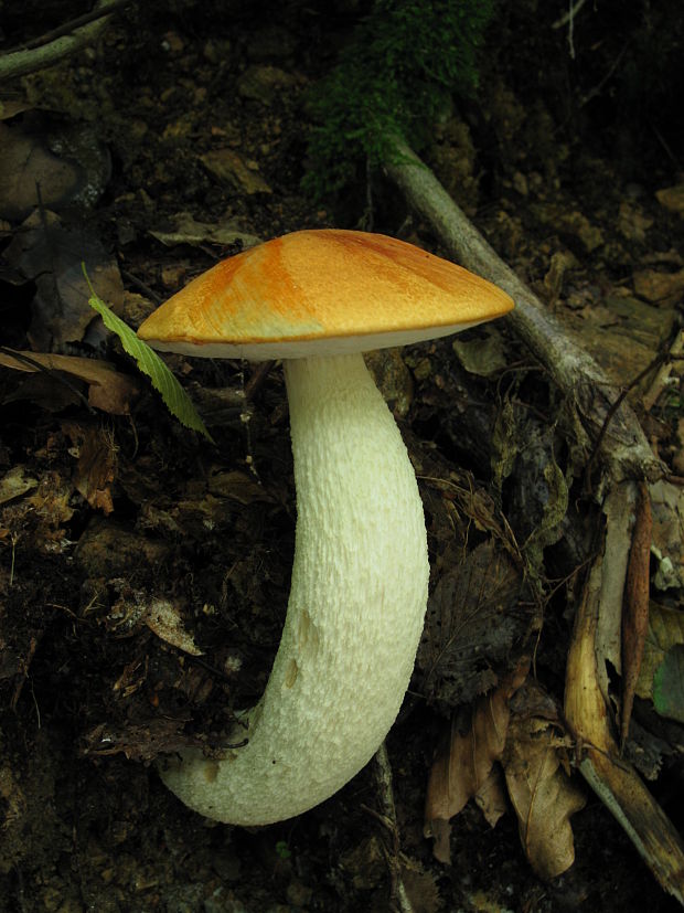 kozák osikový Leccinum albostipitatum den Bakker & Noordel.