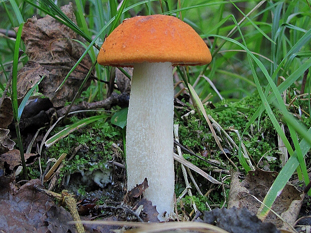 kozák osikový-křemenáč osikový Leccinum albostipitatum den Bakker & Noordel.