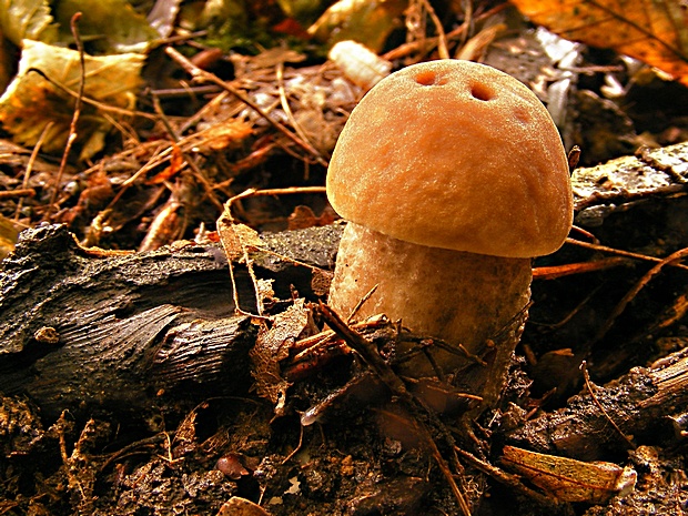 kozák hrabový Leccinum pseudoscabrum (Kallenb.) Šutara