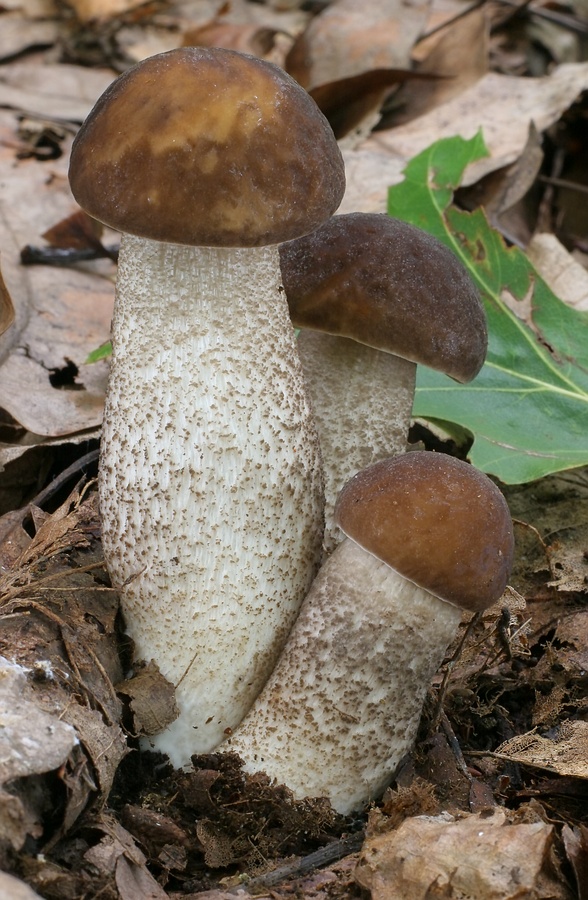 kozák hrabový Leccinum pseudoscabrum (Kallenb.) Šutara