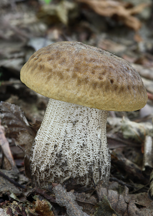 kozák hrabový Leccinum pseudoscabrum (Kallenb.) Šutara