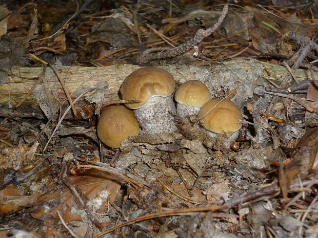 kozák hrabový Leccinum pseudoscabrum (Kallenb.) Šutara