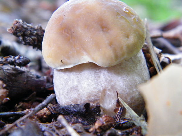 kozák hrabový Leccinum pseudoscabrum (Kallenb.) Šutara