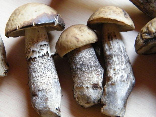 kozák hrabový Leccinum pseudoscabrum (Kallenb.) Šutara