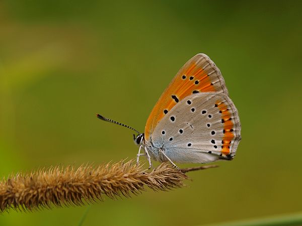 ohniváčik veľký Lycaena dispar