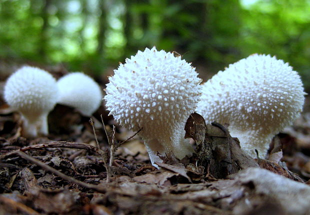 prášnica bradavičnatá Lycoperdon perlatum Pers.