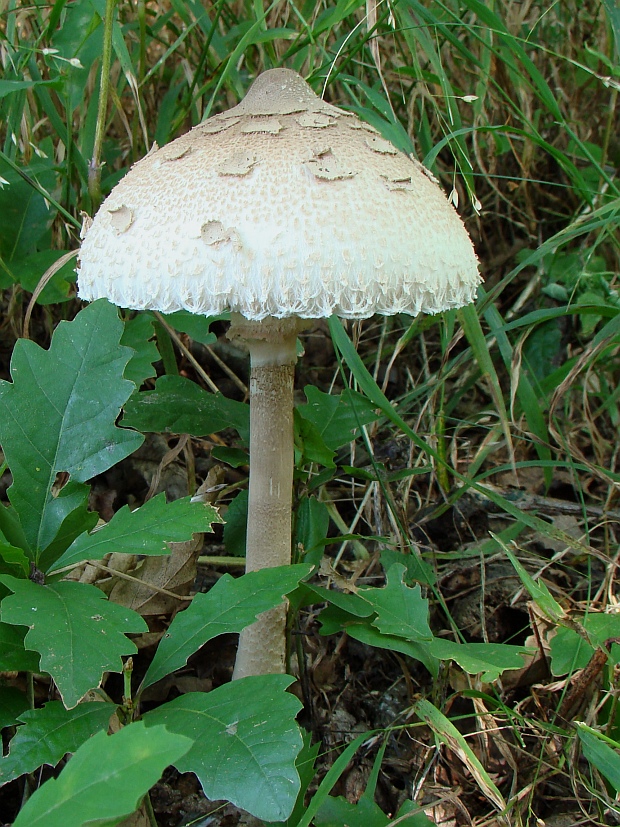 bedľa vysoká Macrolepiota procera (Scop.) Singer