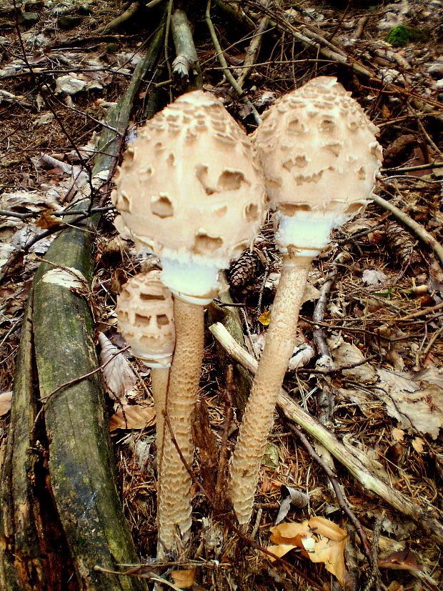 bedľa vysoká Macrolepiota procera (Scop.) Singer