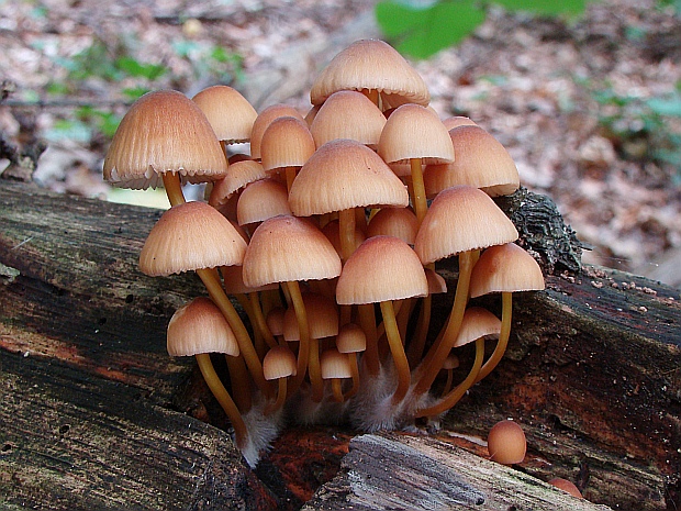 prilbička žltohlúbiková Mycena renati Quél.