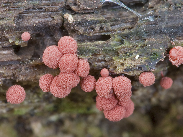 slizovka Myxomycetes