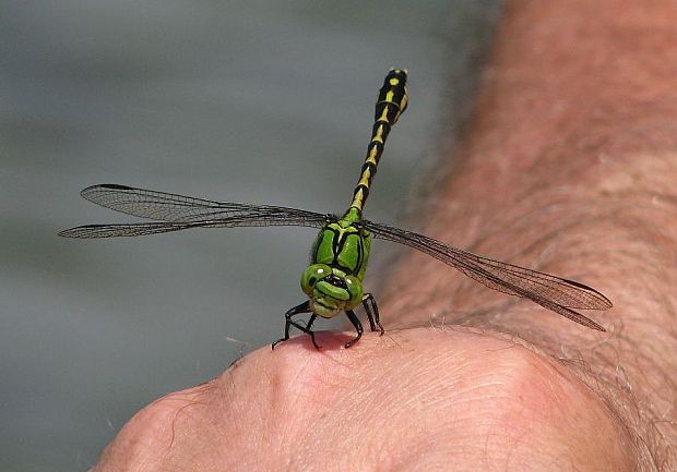 klinovka hadia - Klínatka rohatá Ophiogomphus cecilia