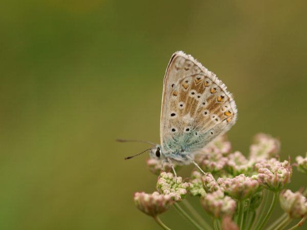 modráčik vikový Polyommatus coridon